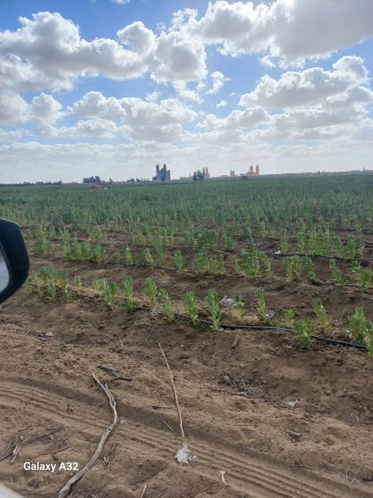 الفول عمر٧٠يوم اعمله ايه لو سمحتوا